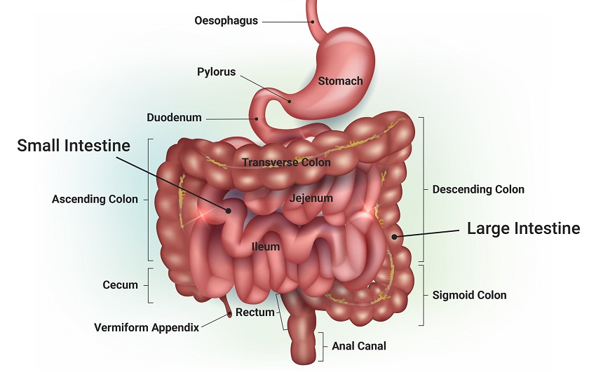 The anatomy of the gastrointestinal tract (GI tract) where the gut microbio...